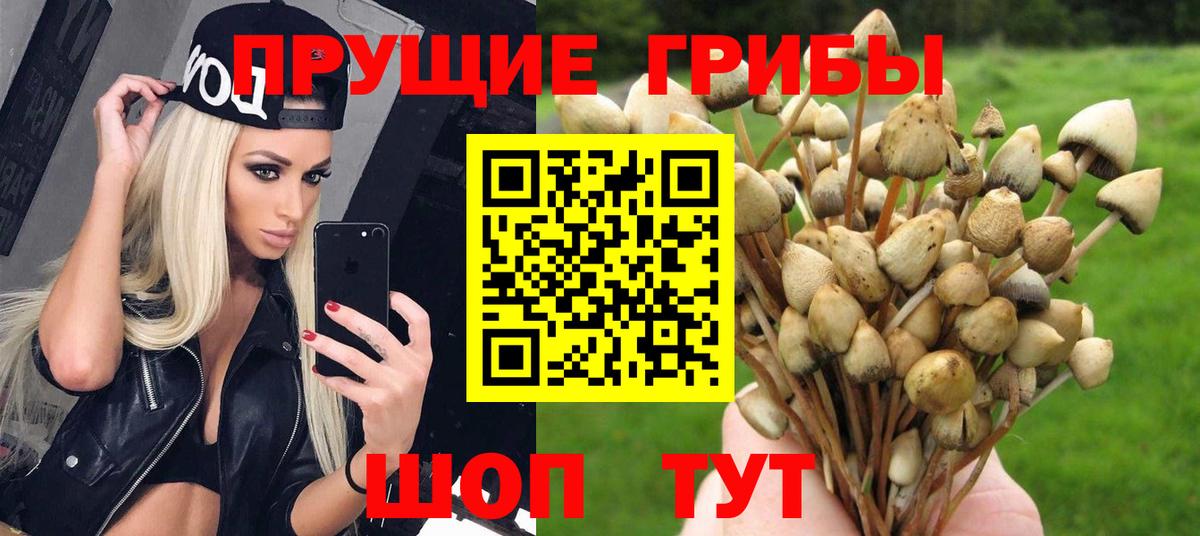 Галлюциногенные грибы Cubensis Владикавказ